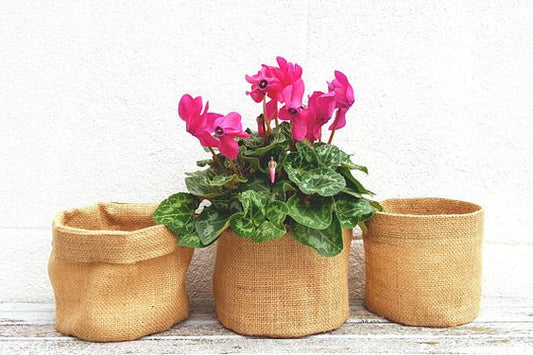 jute planter